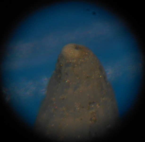 Parthenina indistincta?